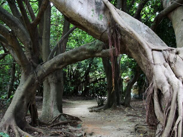 jungle trees