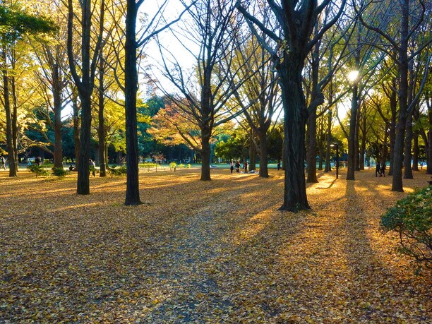 それぞれの過ごし方で楽しめる代々木公園