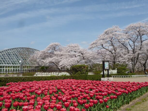 櫻花 紅葉以及冬日彩燈全年可領略其風采的京都府立植物園 J Trip Smart Magazine